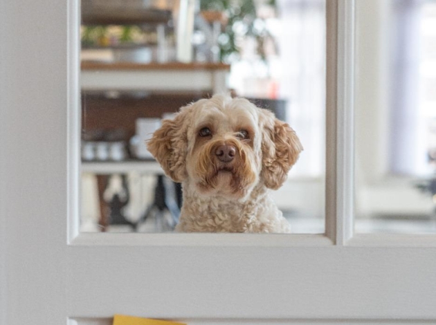 honden zijn welkom